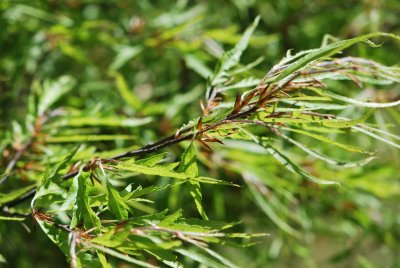 Fagus sylvatica 'Mercedes' - buk lesní 'Mercedes' - jarní větévka